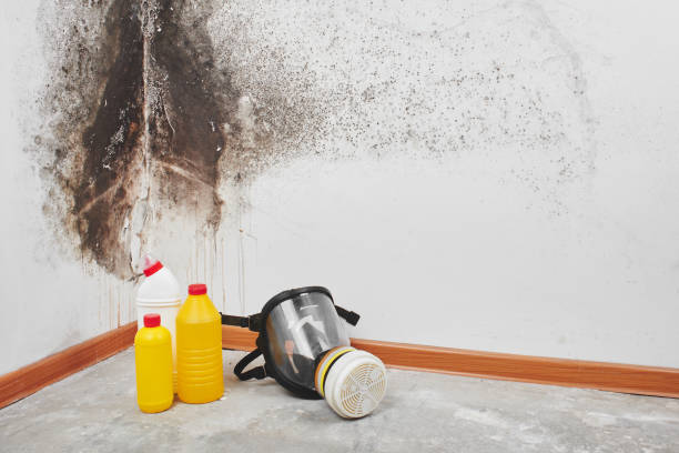 Best Mold Testing  in Rice, TX