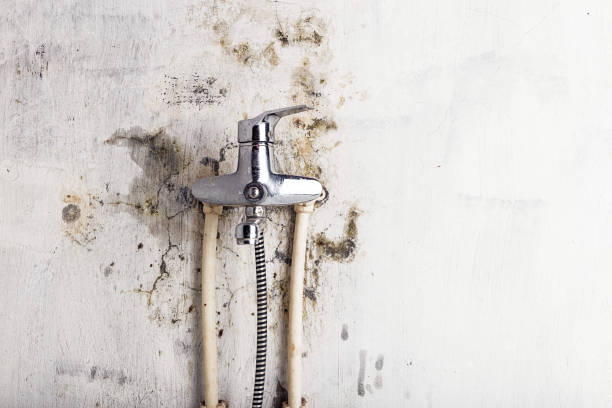 Best Affordable Mold Removal  in Rice, TX