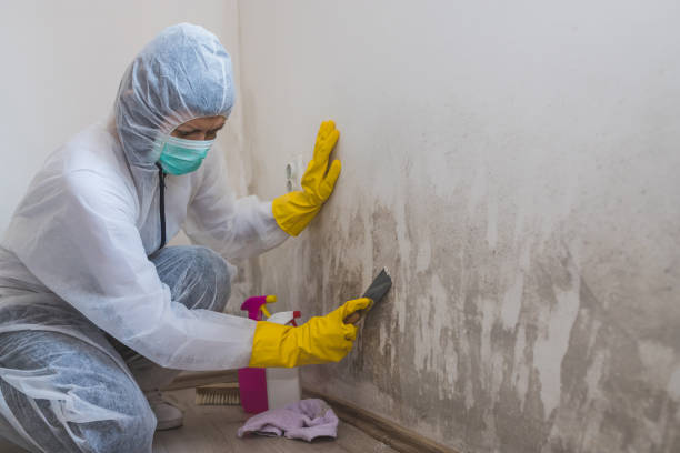 Best Mold Damage Repair  in Rice, TX