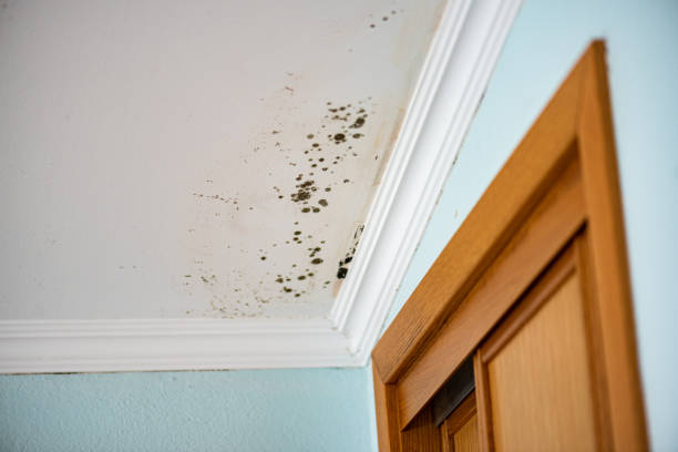 Reliable Rice, TX Mold Removal Solutions