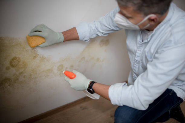 Best Fast Mold Removal  in Rice, TX