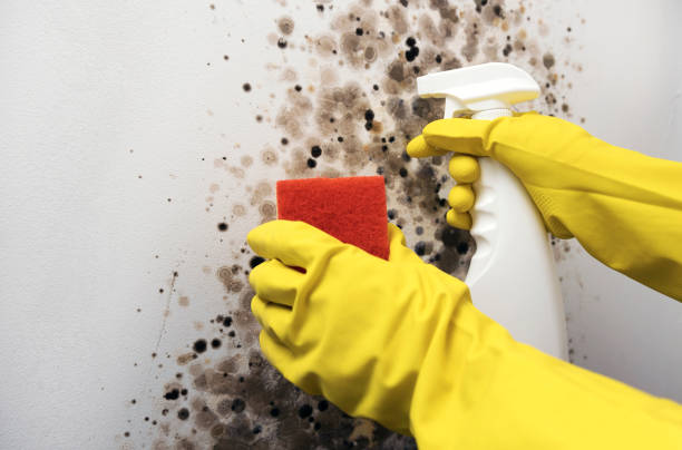 Crawl Space Mold Removal in Rice, TX