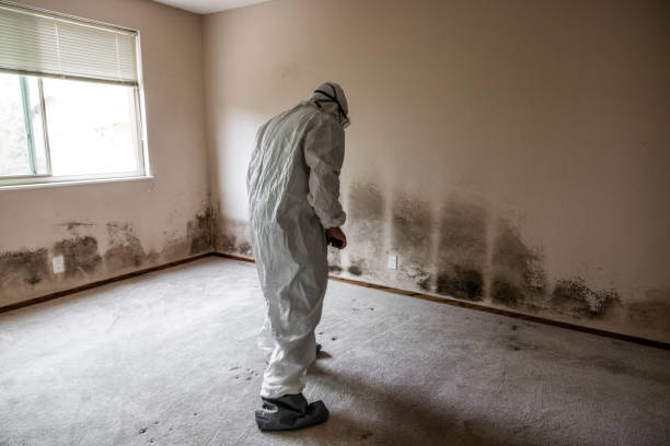 Best Professional Mold Removal  in Rice, TX